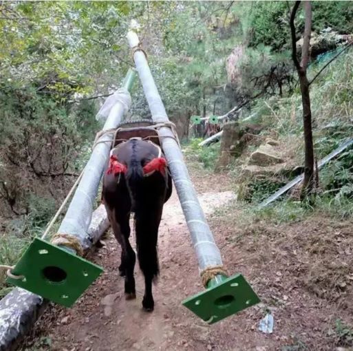 舟山骡马运输队