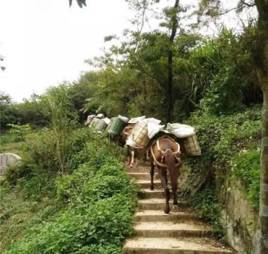 舟山山区马帮运输
