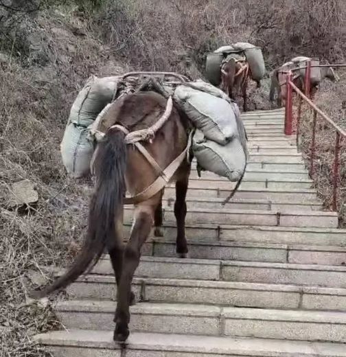 舟山骡马运输