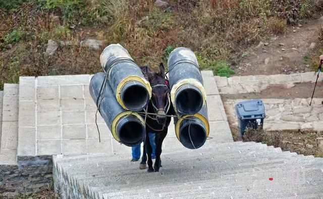 舟山马帮运输